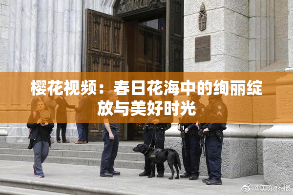 樱花视频：春日花海中的绚丽绽放与美好时光