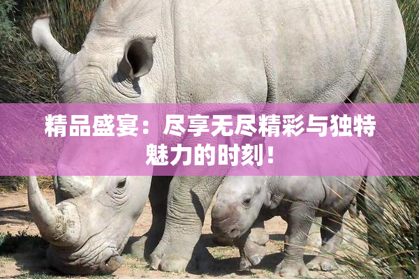 精品盛宴：尽享无尽精彩与独特魅力的时刻！