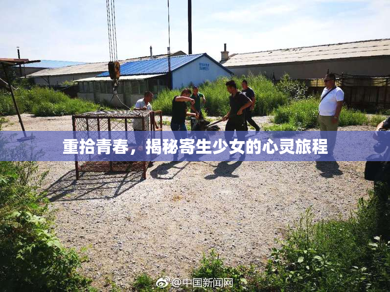 重拾青春，揭秘寄生少女的心灵旅程
