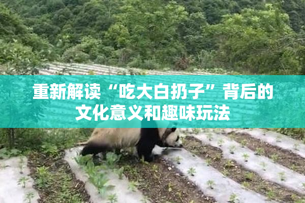 重新解读“吃大白扔子”背后的文化意义和趣味玩法
