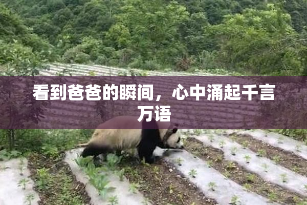 看到爸爸的瞬间，心中涌起千言万语