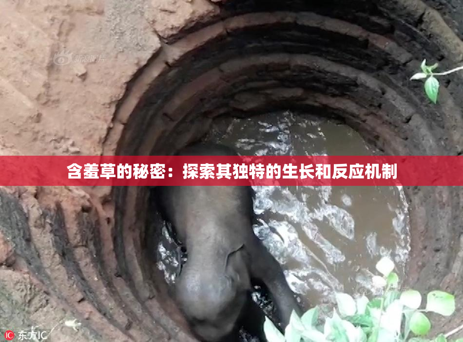 含羞草的秘密：探索其独特的生长和反应机制