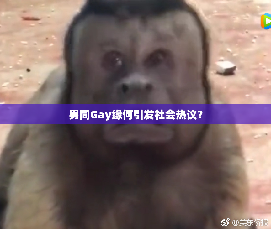 男同Gay缘何引发社会热议？