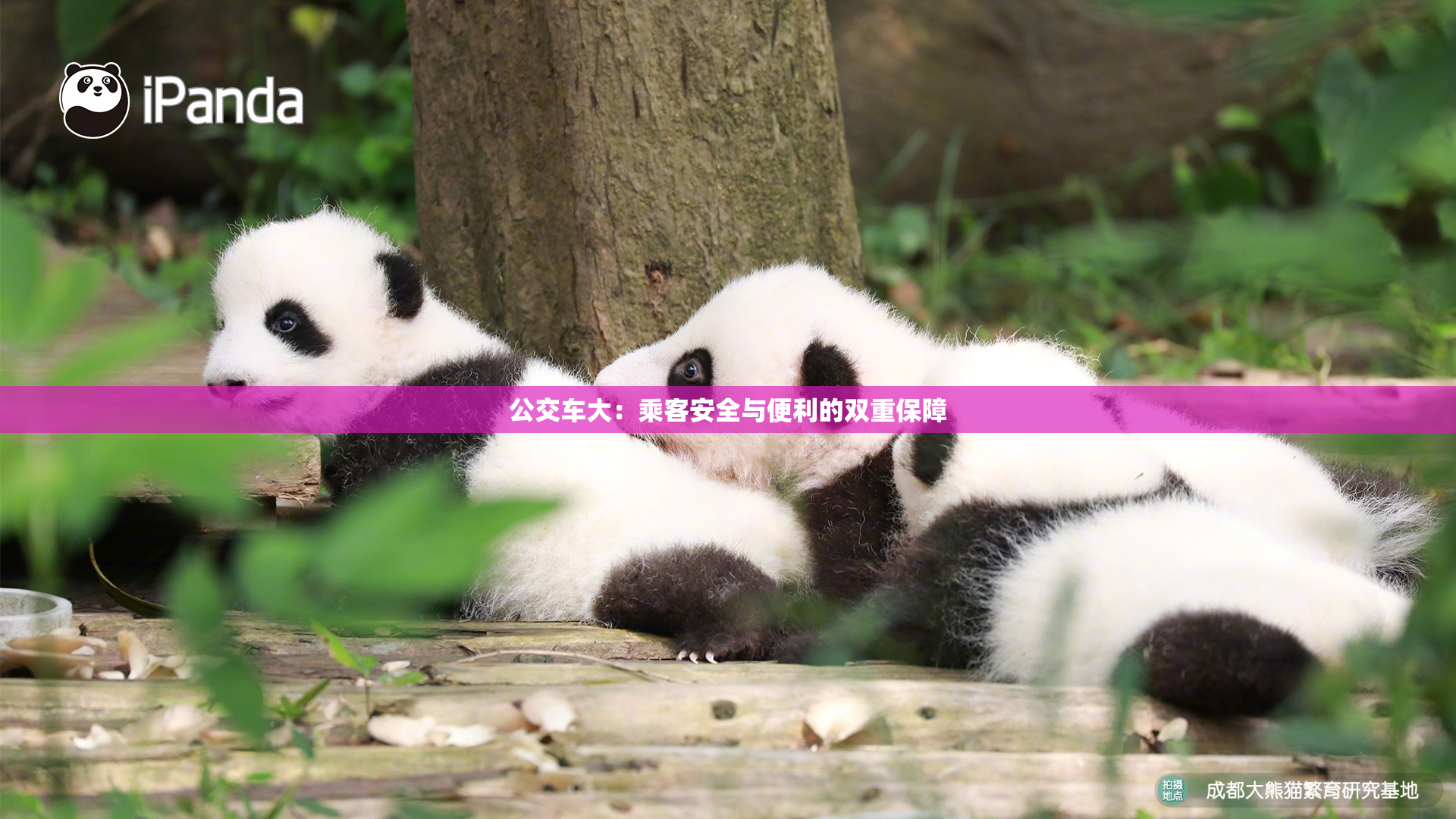 公交车大：乘客安全与便利的双重保障