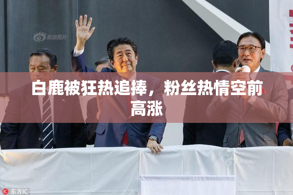 白鹿被狂热追捧，粉丝热情空前高涨