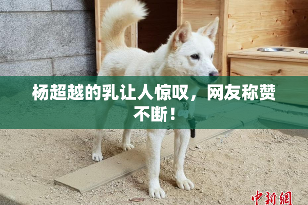 杨超越的乳让人惊叹，网友称赞不断！