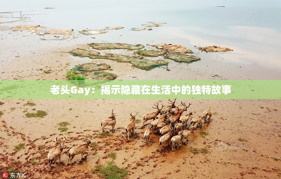 老头Gay：揭示隐藏在生活中的独特故事