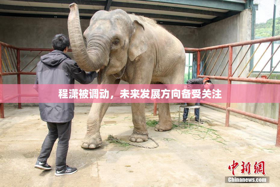程潇被调动，未来发展方向备受关注