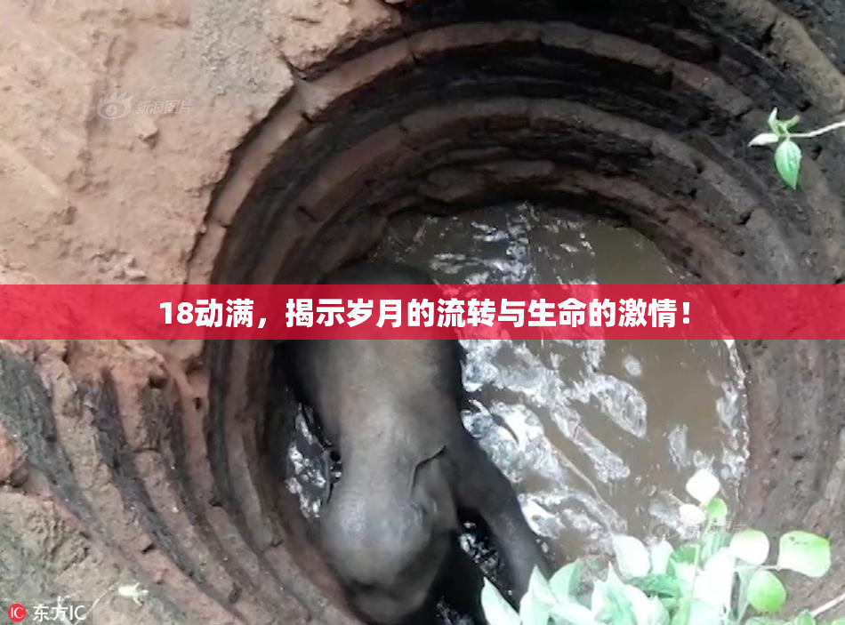 18动满，揭示岁月的流转与生命的激情！