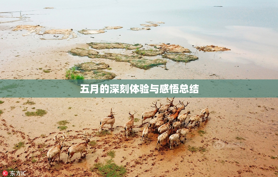 五月的深刻体验与感悟总结