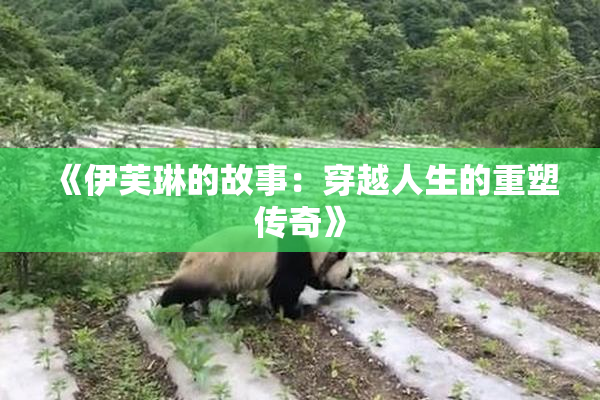 《伊芙琳的故事：穿越人生的重塑传奇》