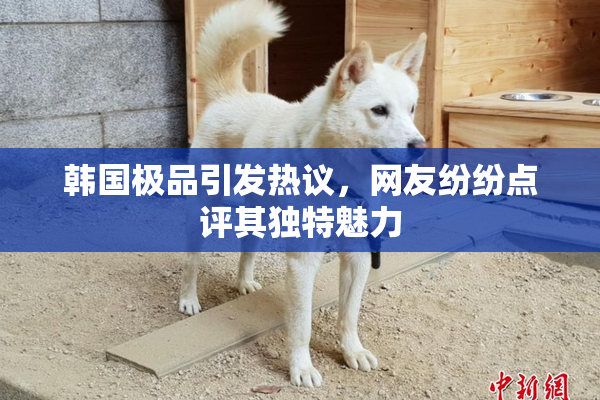 韩国极品引发热议，网友纷纷点评其独特魅力