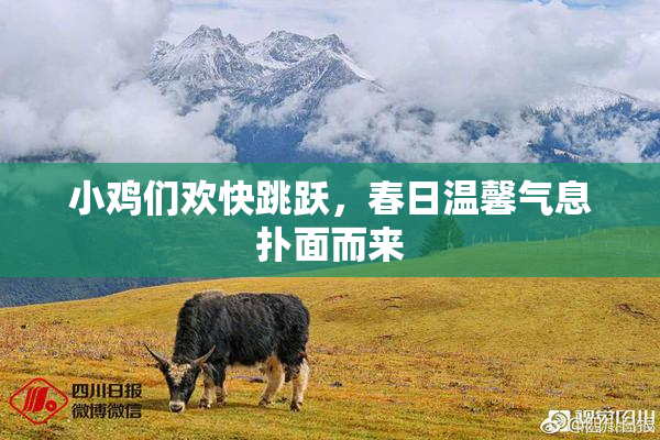 小鸡们欢快跳跃，春日温馨气息扑面而来