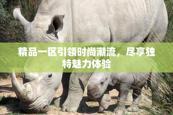 精品一区引领时尚潮流，尽享独特魅力体验