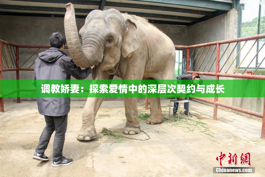 调教娇妻：探索爱情中的深层次契约与成长