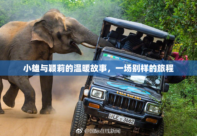 小雄与颖莉的温暖故事，一场别样的旅程