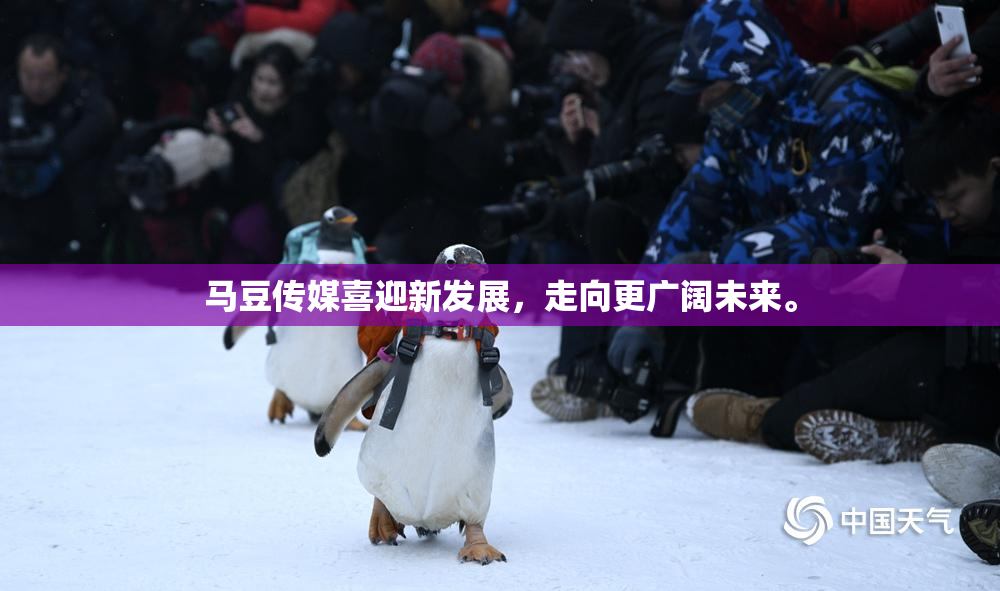 马豆传媒喜迎新发展，走向更广阔未来。