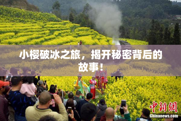 小樱破冰之旅，揭开秘密背后的故事！
