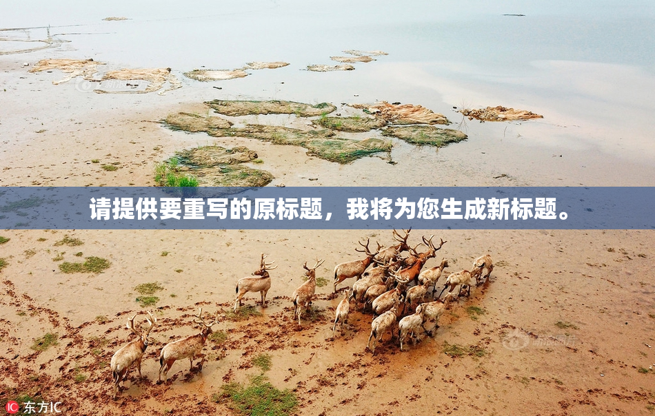 请提供要重写的原标题，我将为您生成新标题。