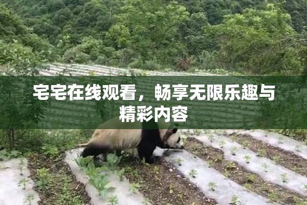 宅宅在线观看，畅享无限乐趣与精彩内容