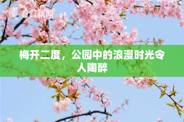 梅开二度，公园中的浪漫时光令人陶醉