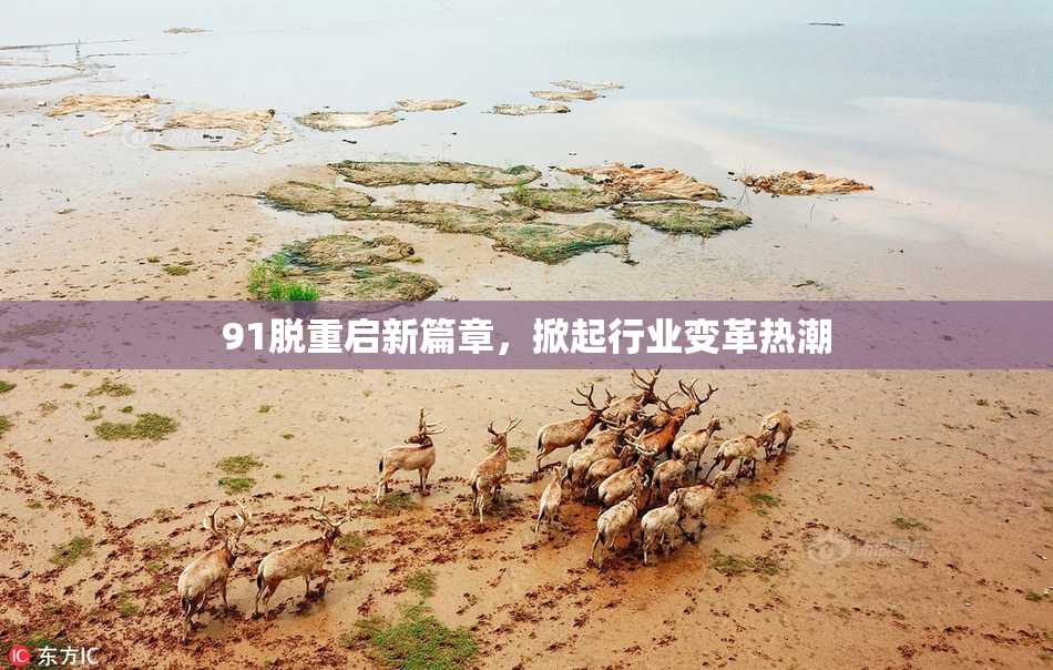 91脱重启新篇章，掀起行业变革热潮