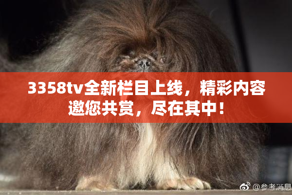 3358tv全新栏目上线，精彩内容邀您共赏，尽在其中！