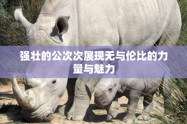 强壮的公次次展现无与伦比的力量与魅力