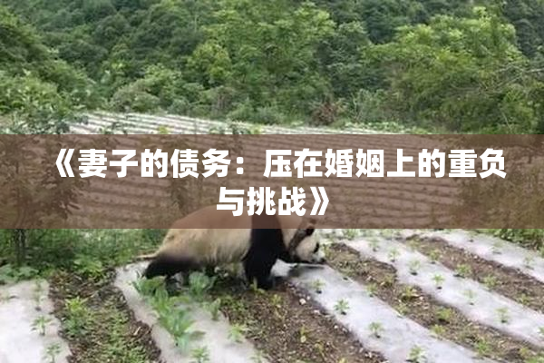 《妻子的债务：压在婚姻上的重负与挑战》