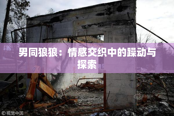 男同狼狼：情感交织中的躁动与探索