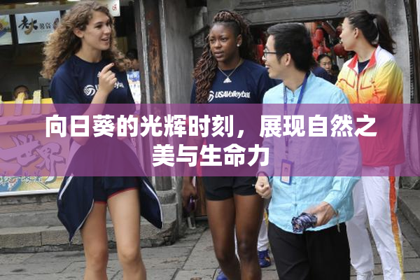 向日葵的光辉时刻，展现自然之美与生命力