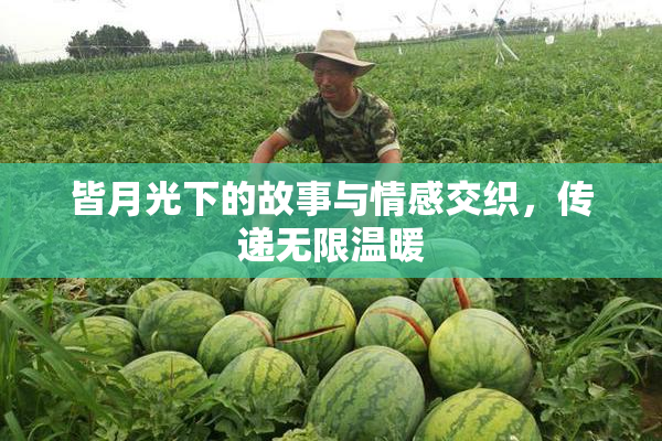 皆月光下的故事与情感交织，传递无限温暖