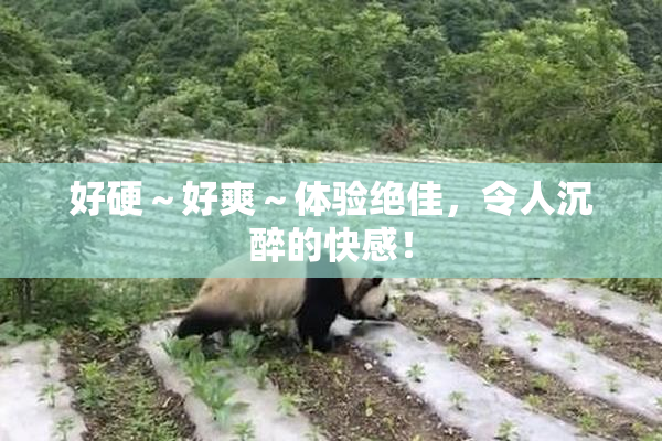 好硬～好爽～体验绝佳，令人沉醉的快感！