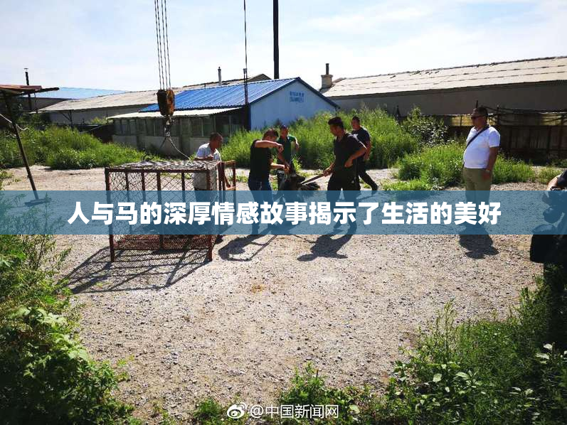 人与马的深厚情感故事揭示了生活的美好