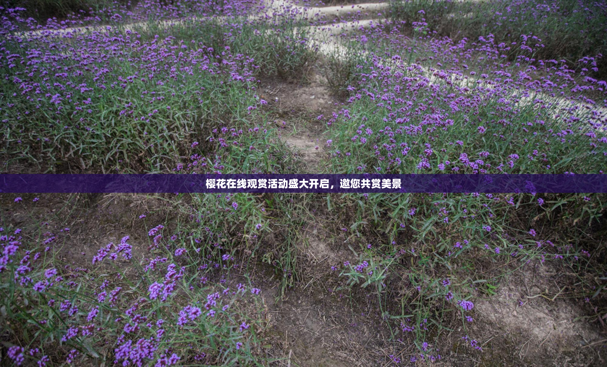樱花在线观赏活动盛大开启，邀您共赏美景