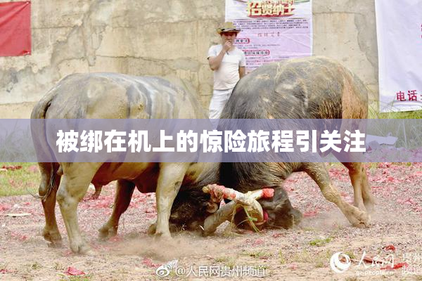 被绑在机上的惊险旅程引关注