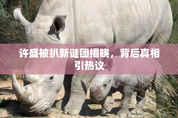 许盛被扒新谜团揭晓，背后真相引热议