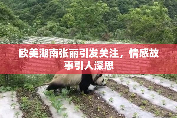 欧美湖南张丽引发关注，情感故事引人深思