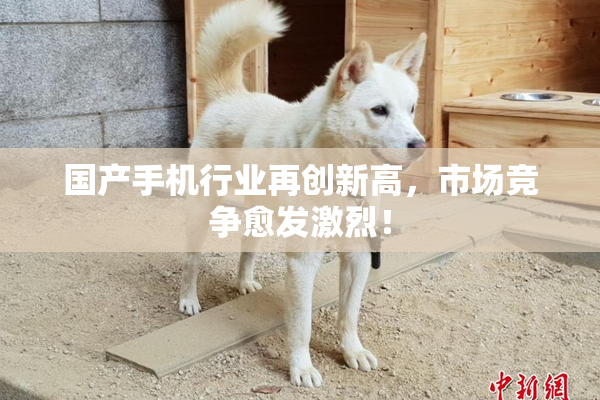 国产手机行业再创新高，市场竞争愈发激烈！