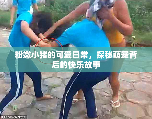 粉嫩小猪的可爱日常，探秘萌宠背后的快乐故事
