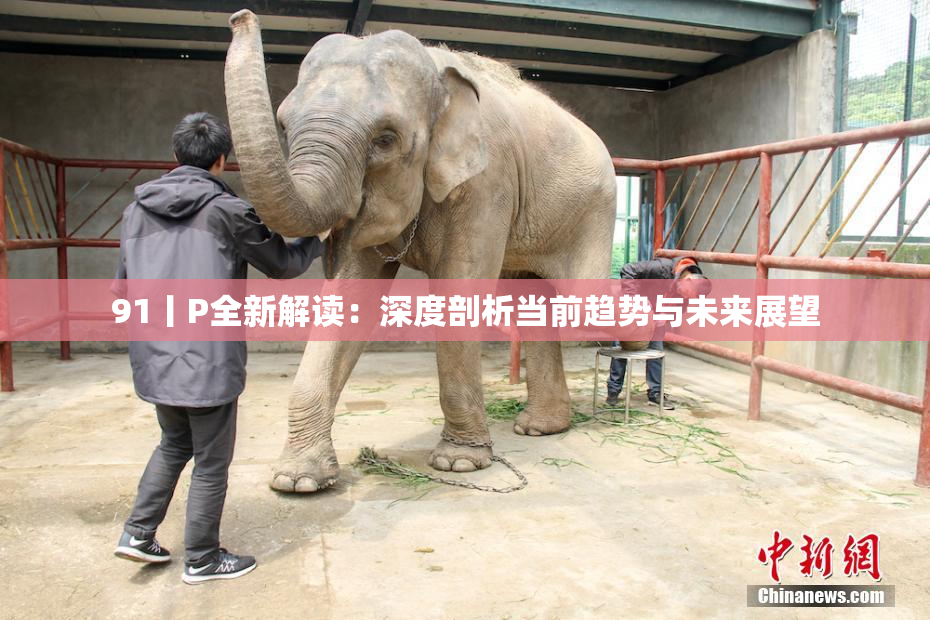 91丨P全新解读：深度剖析当前趋势与未来展望
