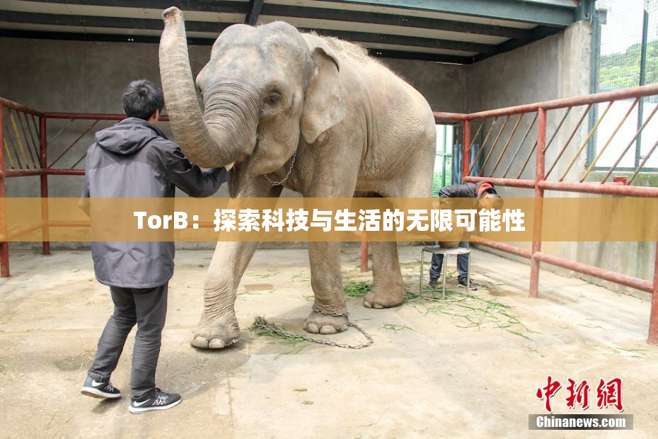 TorB：探索科技与生活的无限可能性