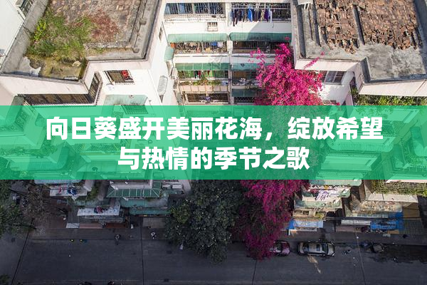 向日葵盛开美丽花海，绽放希望与热情的季节之歌