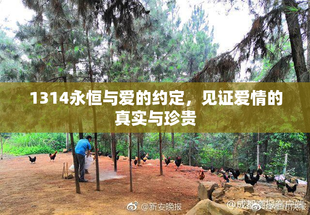 1314永恒与爱的约定，见证爱情的真实与珍贵