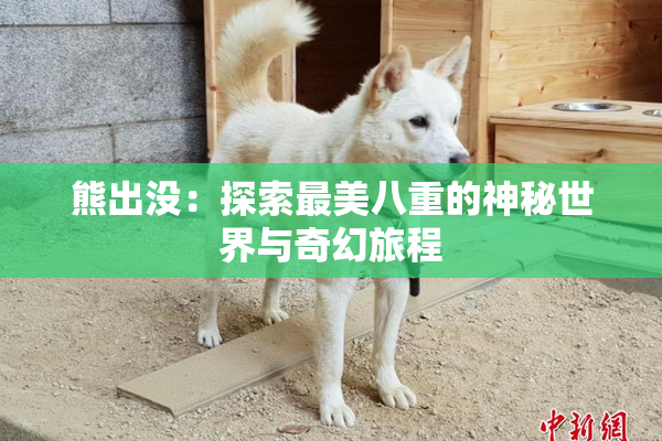 熊出没：探索最美八重的神秘世界与奇幻旅程