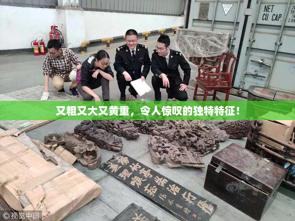 又粗又大又黄重，令人惊叹的独特特征！