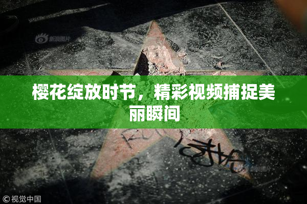 樱花绽放时节，精彩视频捕捉美丽瞬间