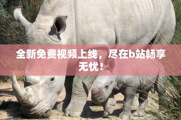 全新免费视频上线，尽在b站畅享无忧！