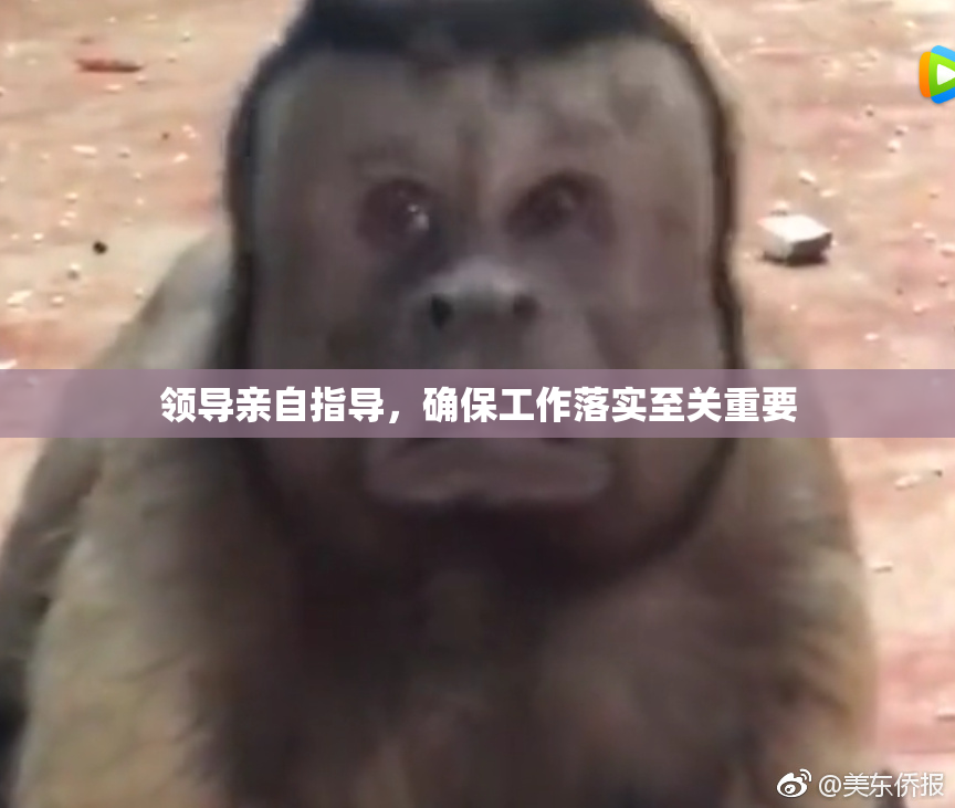 领导亲自指导，确保工作落实至关重要