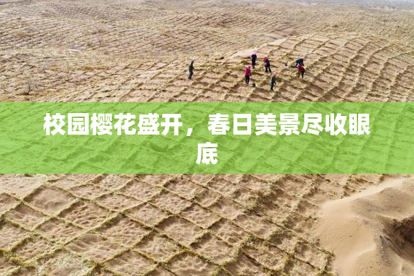 校园樱花盛开，春日美景尽收眼底